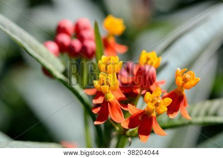 Asclepias Curassavica입니다. (붉은 나비)