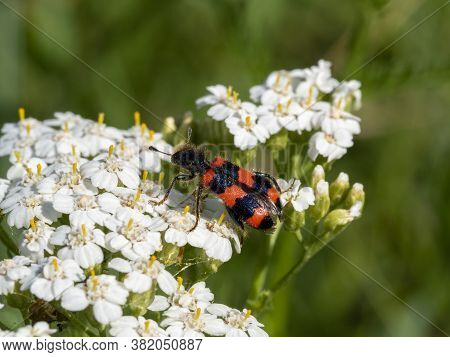 Insect Trichodes Apiarius Sitting On A Field Of White Flowers. Macro Photo Of An Insect