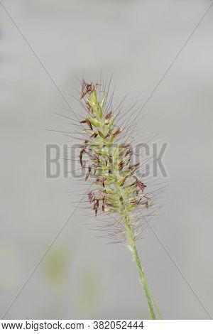 Fountain Grass Hameln - Latin Name - Cenchrus Alopecuroides Hameln (pennisetum Alopecuroides Hameln)