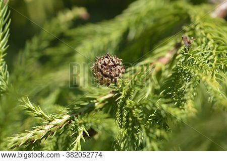 Japanese Cedar Cone - Latin Name - Cryptomeria Japonica