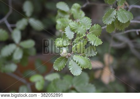 Portuguese Oak - Latin Name - Quercus Faginea