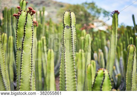 Close up of succulent green cactus at botanical garden