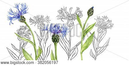 Watercolor Drawing Blue Cornflowers, Wild Flowers , Floral Background, Hand Drawn Illustration