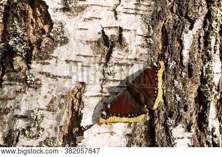 A Bright Daytime Mourning Cloak Butterfly Or A Mourning Butterfly Sits On A Birch Trunk.
