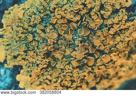 Toned Background Made Of Bark With Golden Yellow Lichen. Pimpled Textured Yellow And Blue Colored Mo