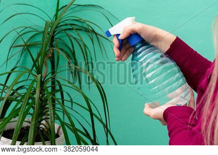 Close Up View Of A Female Hands, Which Are Spraying Water On Leaves Of Dracaena Plant At Home. Garde