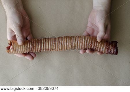Hands Of An Adult Caucasian Man Showing Large Dried Beef Trachea. Natural Dried Dental Treats For Pe