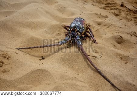 Lobster Shell On The Beach In Aruba.