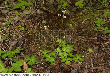 Sanicle Sanicula Europaea - Wood Sanicle Growing In North Yorkshire Woodland