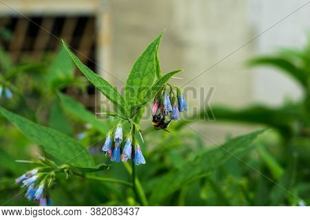 Close-up Insect Bumblebee Pollinates A Flowers Symphytum Asperum. . High Quality Photo