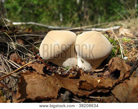 white mushroom of Lycoperdon
