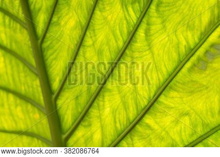 nature background of green alocasia odora leaf in the outdoor