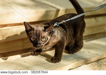 Burma Cat With Leash Walking On Lumber, Collared Pet Is On Wood Planks Outdoor. Burmese Kitten Weari