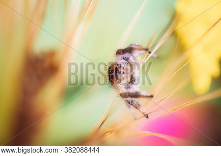 Female Jumping Spider (phidippus Regius) Crawling On Barley. Autumn Warm Colors, Macro, Sharp Detail