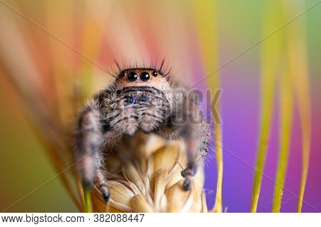 Female Jumping Spider (phidippus Regius) Crawling On Barley. Autumn Warm Colors, Macro, Sharp Detail