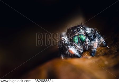 A Male Jumping Spider (phidippus Regius) Crawling On Dry Wood. Autumn Warm Colors, Macro, Sharp Deta