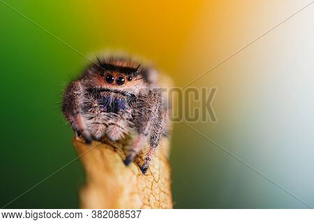 A Female Jumping Spider (phidippus Regius) Crawling On A Dry Leaf. Autumn Warm Colors, Macro, Sharp