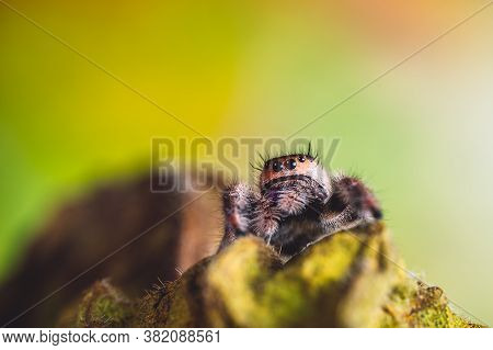 A Female Jumping Spider (phidippus Regius) Crawling On A Dry Leaf. Autumn Warm Colors, Macro, Sharp