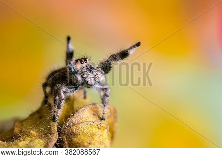 A Female Jumping Spider (phidippus Regius) Crawling On A Dry Leaf. Autumn Warm Colors, Macro, Sharp