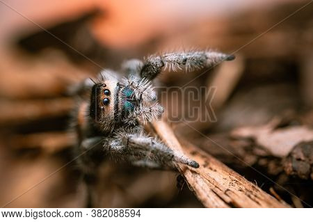 A Female Jumping Spider (phidippus Regius) Crawling On A Dry Stick. Autumn Warm Colors, Macro, Sharp