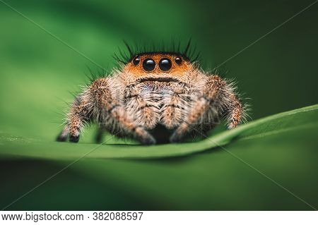 Female Jumping Spider (phidippus Regius) Crawling On A Green Leaf. Macro, Big Eyes, Sharp Details. B