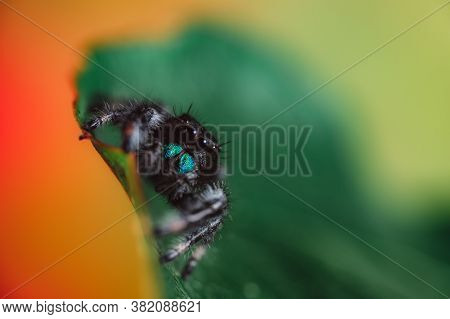 Male Jumping Spider (phidippus Regius) Crawling On A Dry Leaf. Autumn Warm Colors, Macro, Sharp Deta