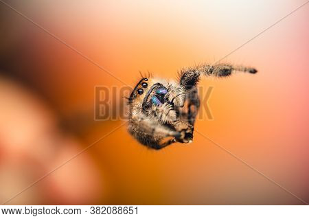 A Female Jumping Spider (phidippus Regius) Crawling On A Twig, Pointing Towards The Sky. Autumn Warm