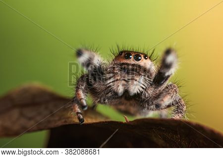 A Female Jumping Spider (phidippus Regius) Crawling On A Dry Leaf. Autumn Warm Colors, Macro, Sharp