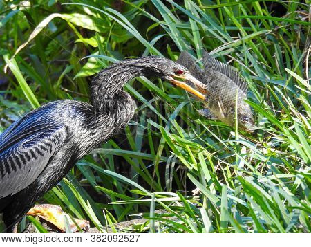 Male Anhinga Speared His Dinner In Florida
