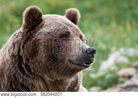 Bozeman, Montana / Usa - July 21, 2014:  Brutus The Bear Calmly Posing For Photos With A Lower Lip P