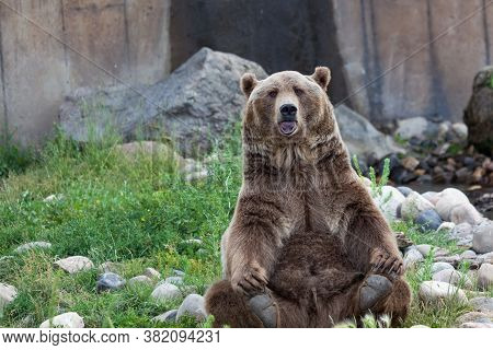 Bozeman, Montana / Usa - July 21, 2014:  Brutus The Bear Makes A Funny Face As He Does His Yoga Pose