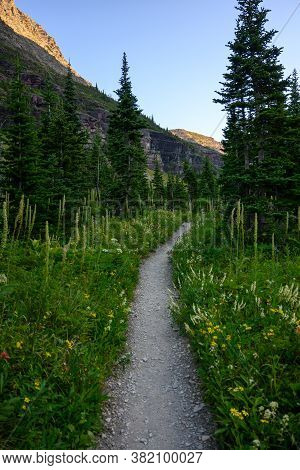 Trail Through Wildfowers Blooming In Montana Summer