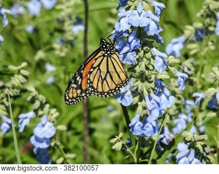 A Monarch Butterfly Feeds On Blue Flowers