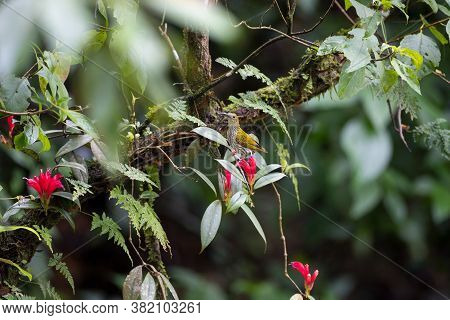 Background Of Beautiful Red Wildflowers, With Streaked Spiderhunter Perching On The Flowers, High An
