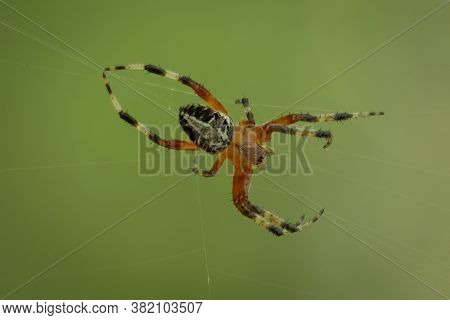 A Redfemured Spotted Orbweaver Spins Her Web. Raleigh, North Carolina.