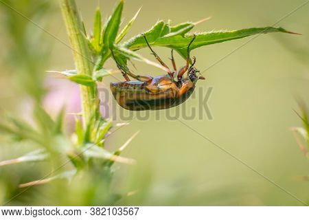 Profile Of A Green June Beetle Hangs Out Under A Thistle Leaf. Raleigh, North Carolina.