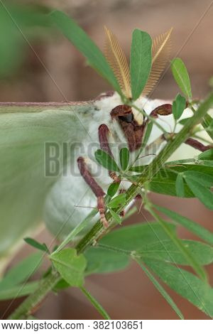 Closeup Of A Luna Moth Resting On A Weed. Raleigh, North Carolina.