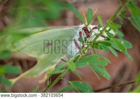 A Luna Moth Rests On A Weed. Raleigh, North Carolina.