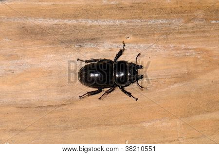 Serrognathus Titanus