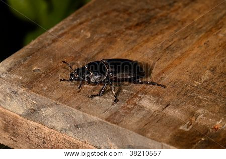 Serrognathus Titanus
