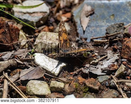 A Common Beak Butterfly, Libythea Lepita, Rests On The Forest Floor In A Park Near Yokohama, Japan.