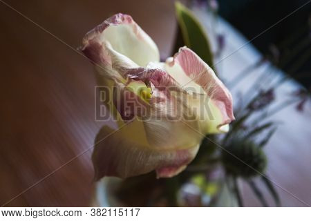 Lonely Wilting Rose Flower Standing In Vase Against Dark Blurred Background