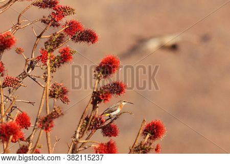 The Gurney's Sugarbird (promerops Gurneyi) Sitting On A Branch With Red Flowers And  The Background 