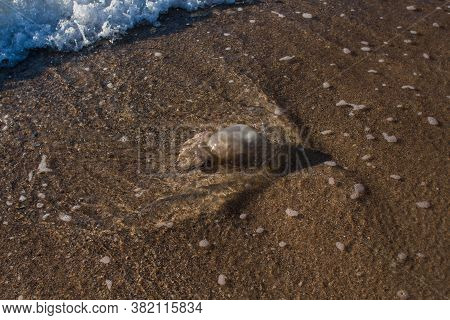 A Jellyfish Washed Up On The Seashore