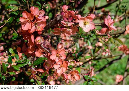 Close Up Delicate Red Flowers Of Chaenomeles Japonica Shrub, Commonly Known As Japanese Quince Or Ma