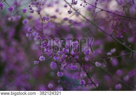 Thalictrum Delavayi Hewitt's Double Purple Flowers Wallpaper Blur