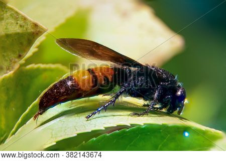 Closeup Of An Asian Giant Hornet Insect With Sting