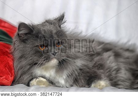 Gray With White Fluffy Cat With Orange Eyes