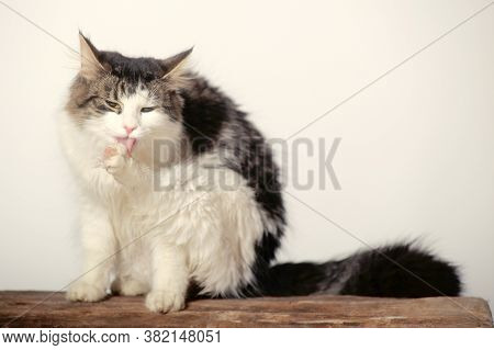 Cat Washes Hind Paw