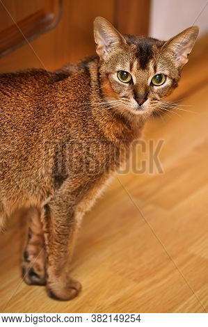 Abyssinian Cat On The Wooden Floor Close Up